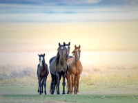 Group of wild horses standing on open plains at sunrise, bathed in soft golden light. Fine art equine photograph by Richard Horst.