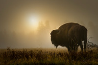 fine art wildlife photo of bison standing in morning fog with sunrise by Richard Horst Photography