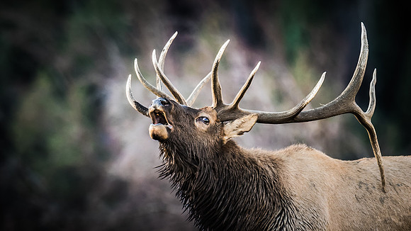 Bull elk bugling in the mountain fog during autumn, captured in soft morning light. Wildlife fine art photograph by Richard Horst.