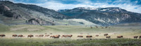 Panoramic photograph of a bison herd roaming the Lamar Valley with mountains and open sky in the background. Fine art wildlife image by Richard Horst.