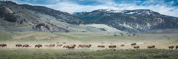 Panoramic photograph of a bison herd roaming the Lamar Valley with mountains and open sky in the background. Fine art wildlife image by Richard Horst.