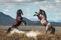 two wild stallions fighting in the Nevada desert, National Geographic assignment, by Richard Horst