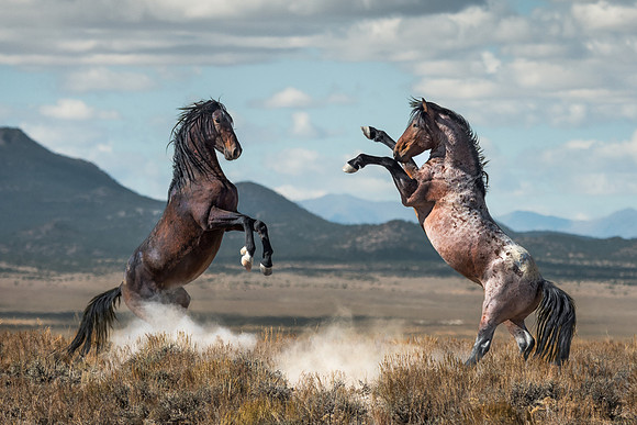 two wild stallions fighting in the Nevada desert, National Geographic assignment, by Richard Horst
