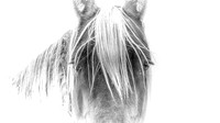 black and white fine art portrait of a rescued mare in Montana by Richard Horst