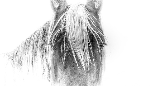 black and white fine art portrait of a rescued mare in Montana by Richard Horst