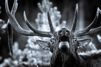 black and white photo of bull elk bugling in misty forest by Richard Horst Photography
