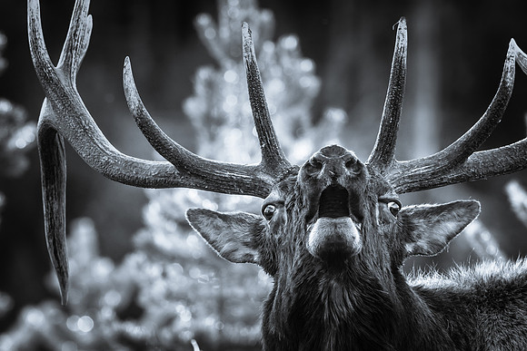 black and white photo of bull elk bugling in misty forest by Richard Horst Photography