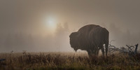 Bull in the mist