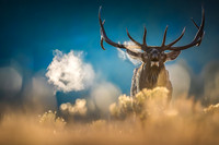 Bull elk standing in golden morning light with visible breath on a cold mountain dawn. Fine art wildlife photograph by Richard Horst.