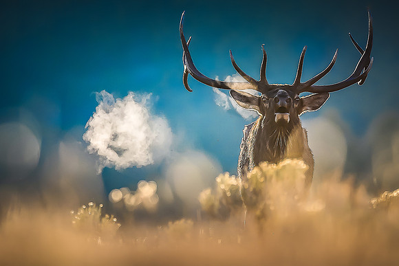 Bull elk standing in golden morning light with visible breath on a cold mountain dawn. Fine art wildlife photograph by Richard Horst.