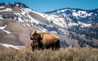 Spring Bull